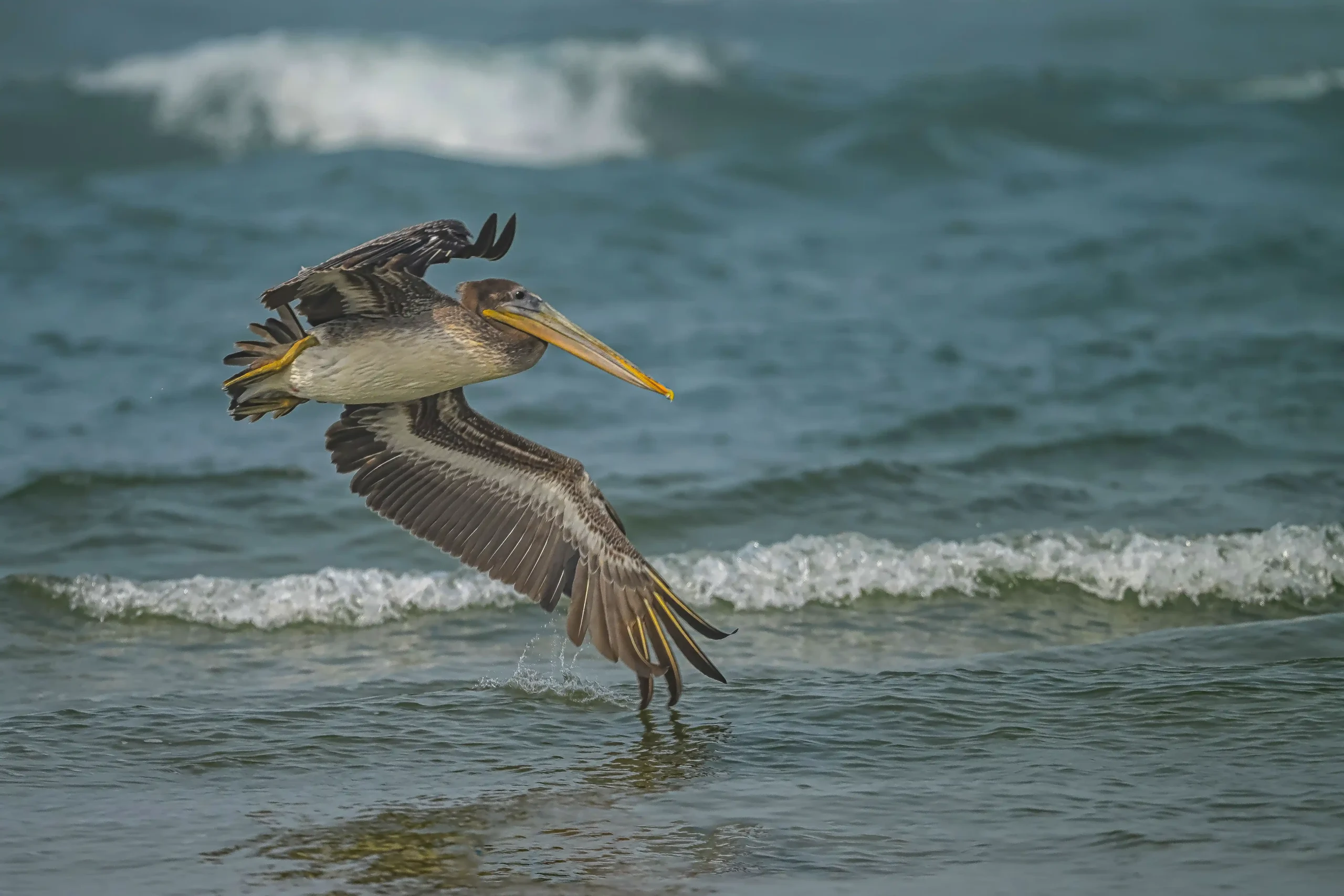 Brown Pelican Flyby