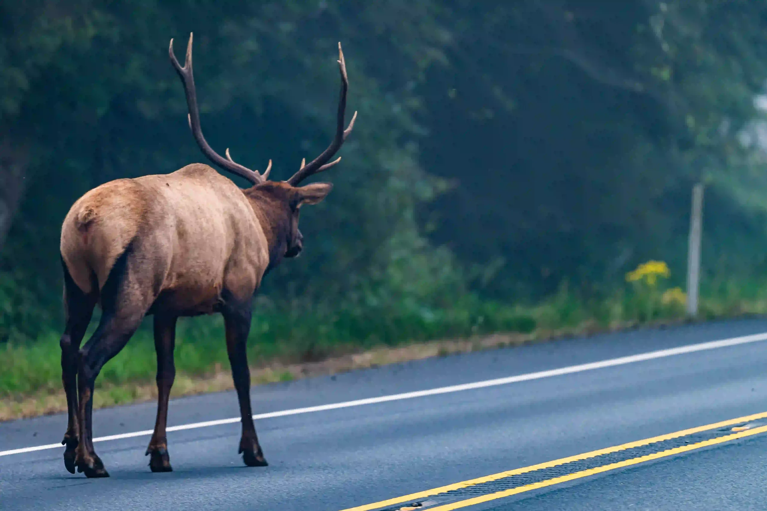 Bull Elk Highway 101