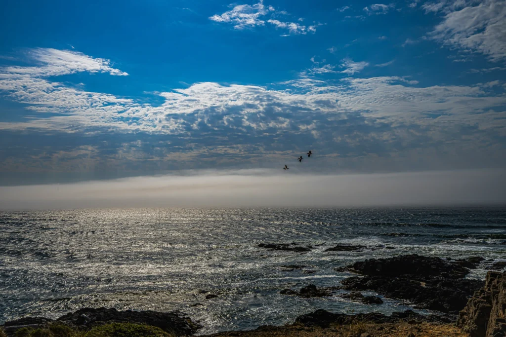 Cape Perpetua Sun Break Pelican Flyby