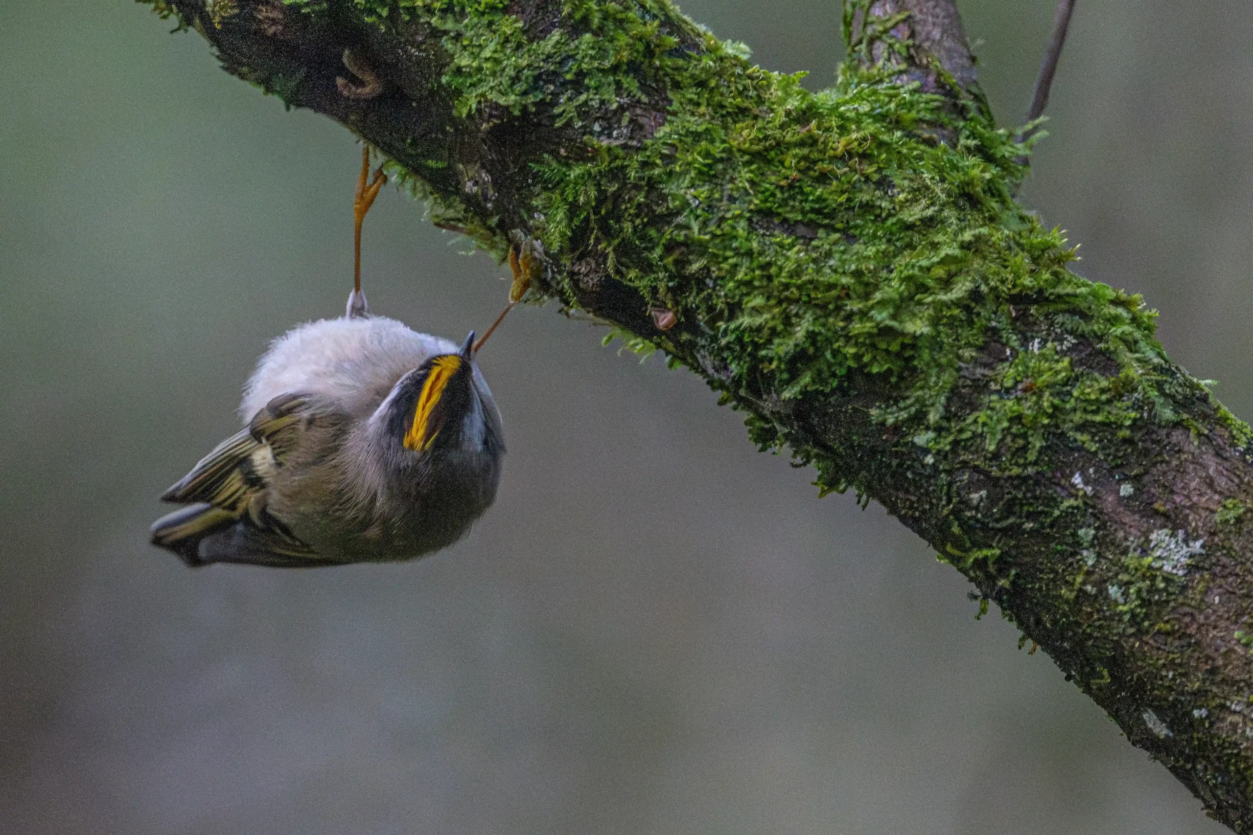 Golden Crowned Kinglet