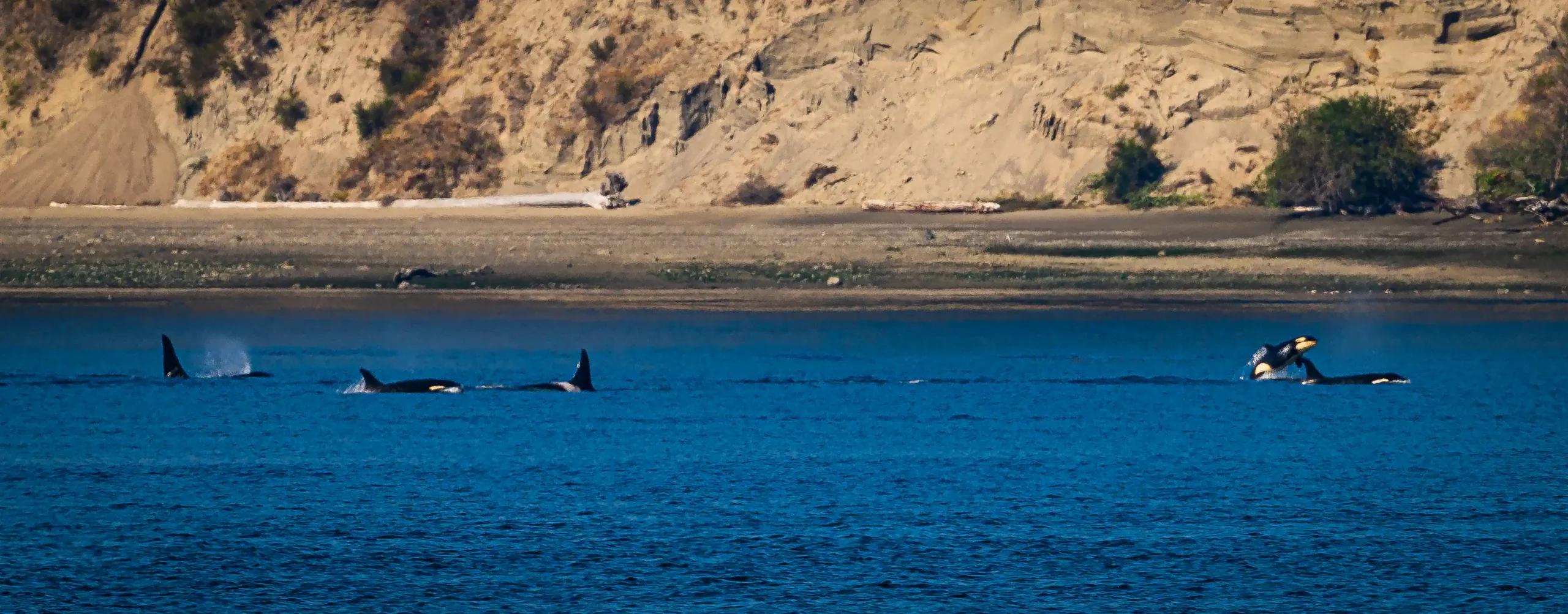 Historic JPod family visit to South Puget Sound J63 with J40 and family September 20, 2025