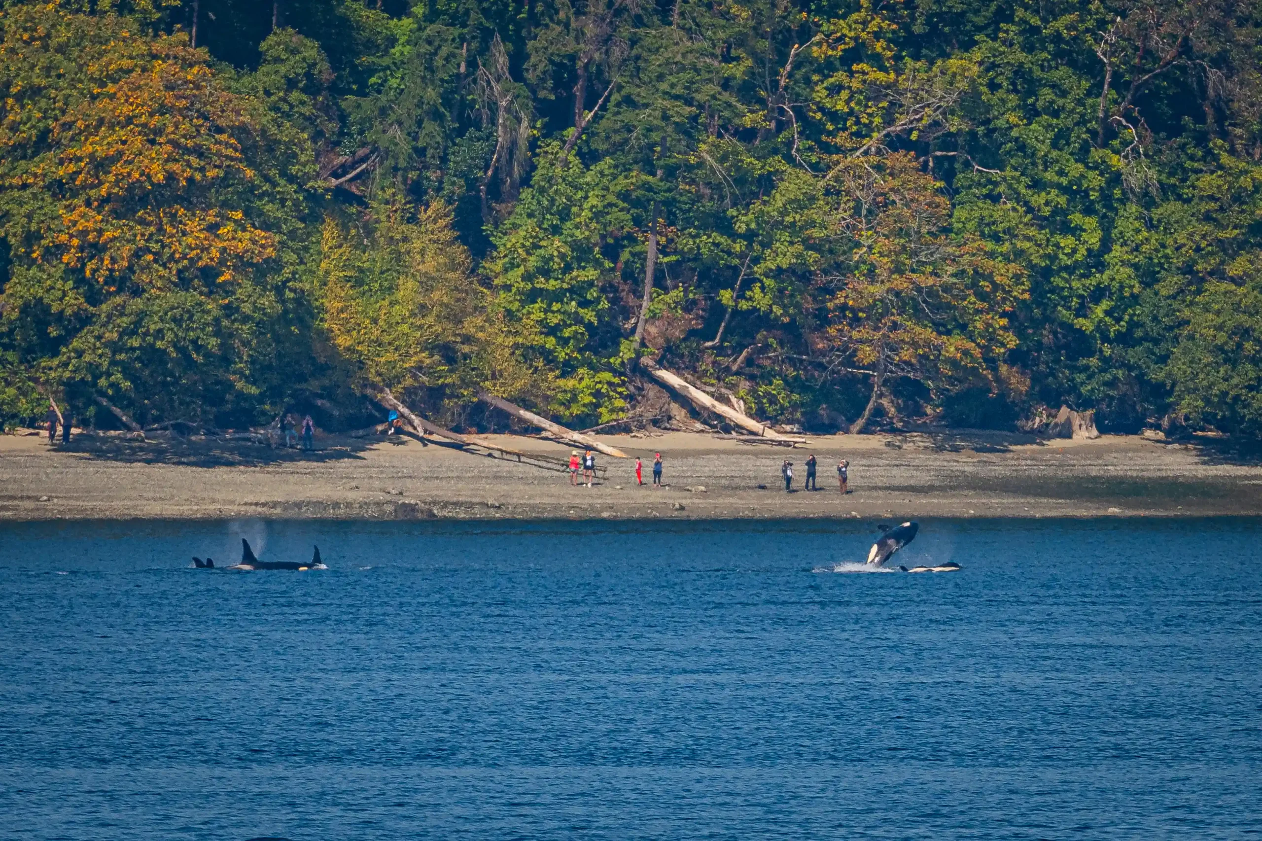 JPod Pass South Puget Sound 2025