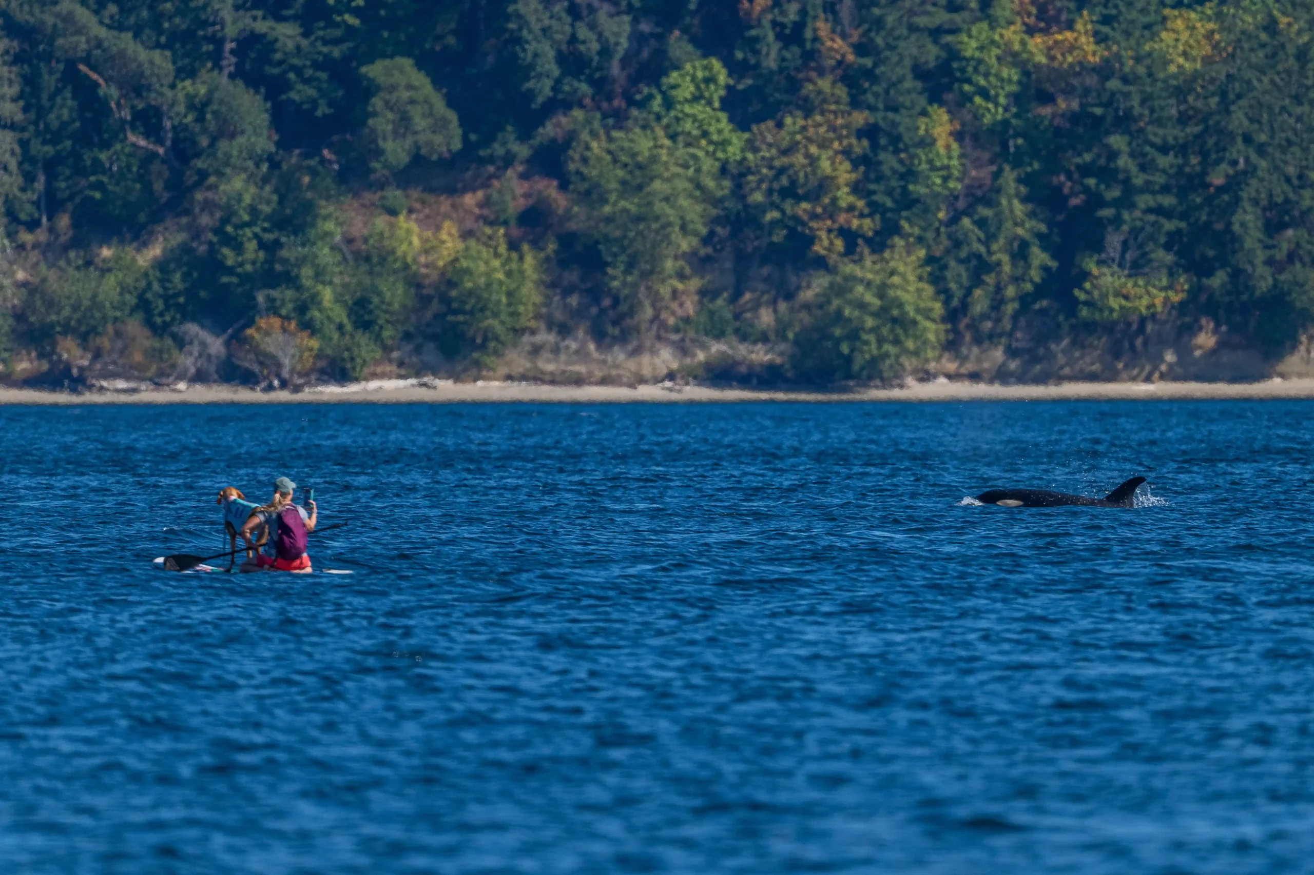 Kayaker and dog with Orcas pass
