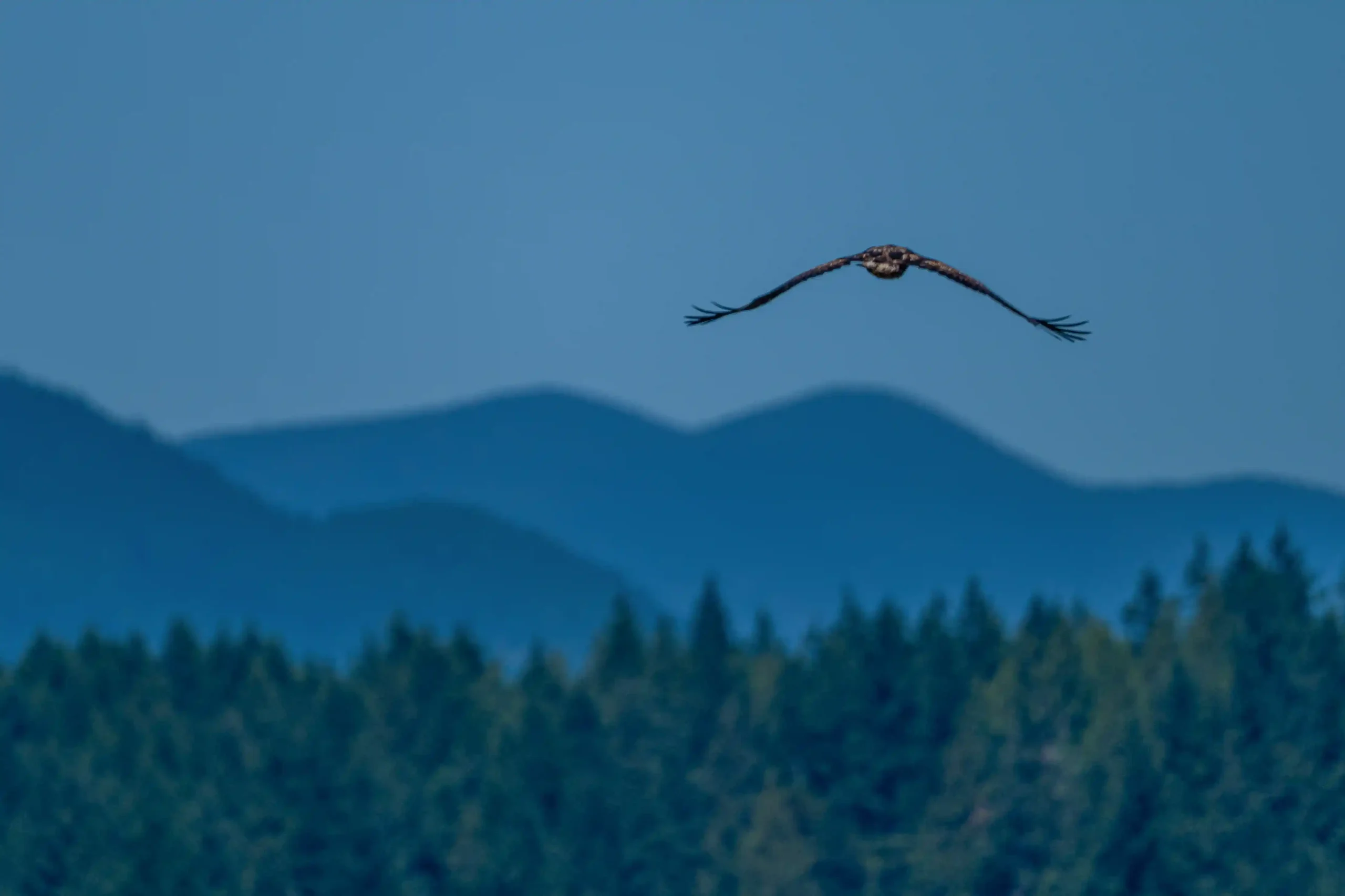 Mountains and Eagle Return
