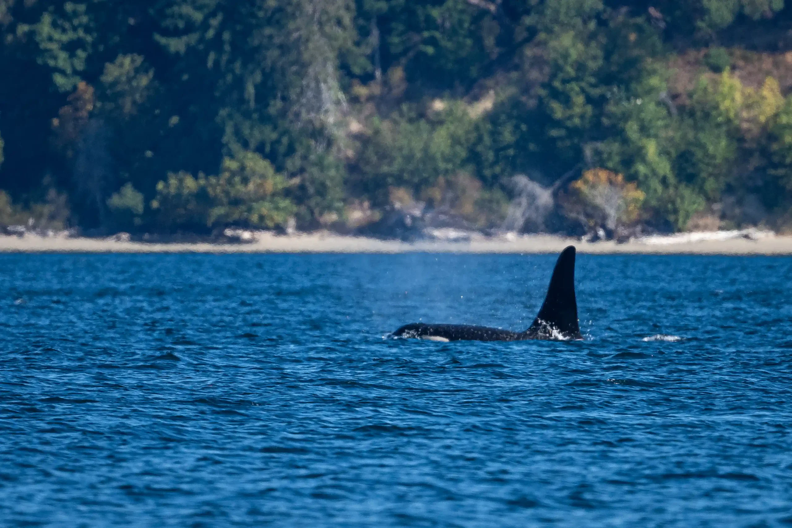 SRKW