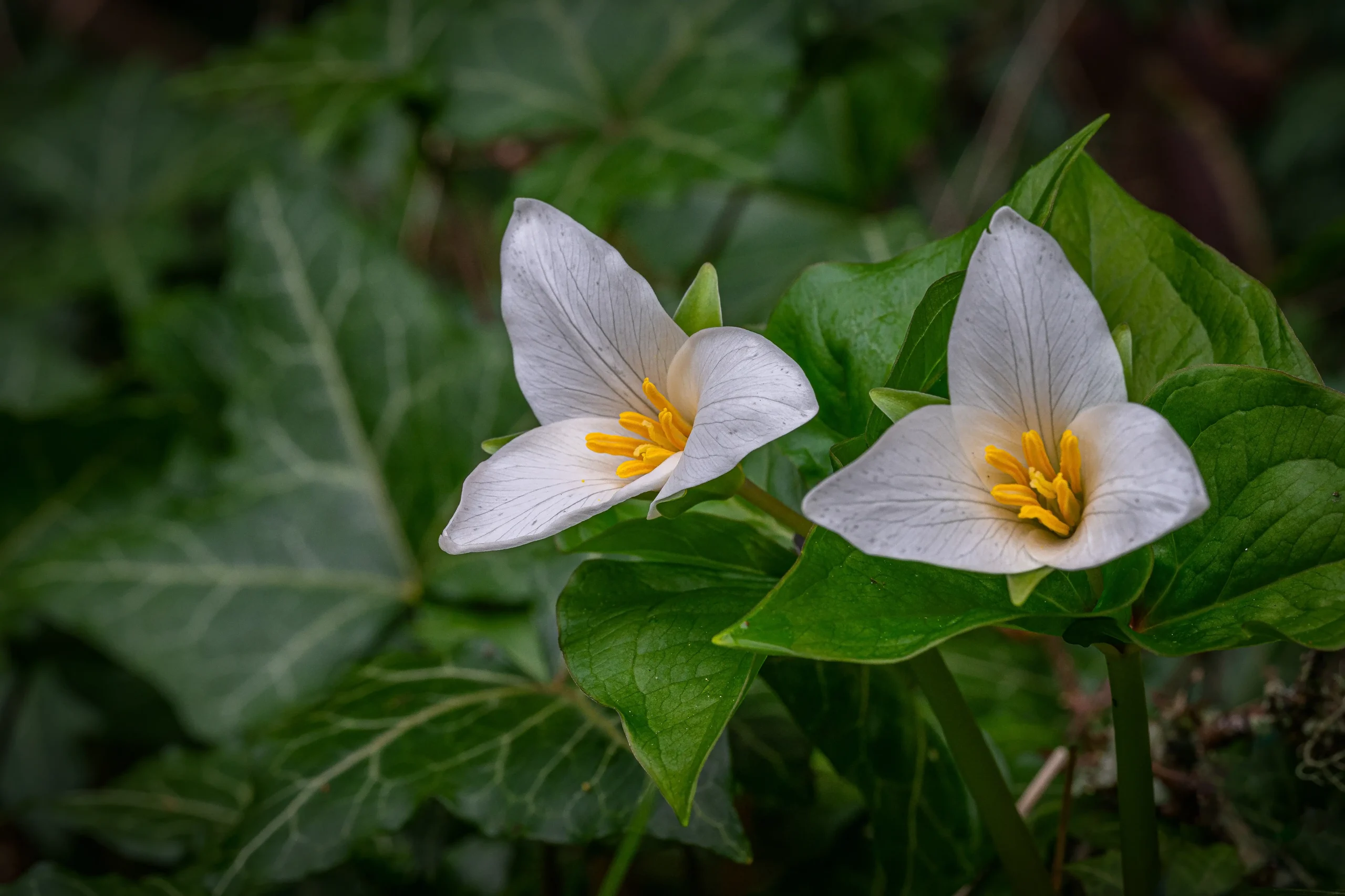 Trillium Duo